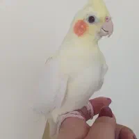 عروس هلندی ماده