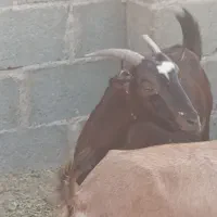 بز گوشتی و داشتی در جم