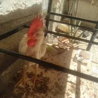 یکعددخروس وجوجه