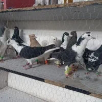 کبوتر قلدور|پرنده|مشهد, امیرآباد|دیوار