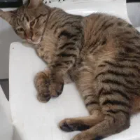 گمشده فلفل