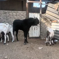 نر بز پاکستانی|حیوانات مزرعه|خاوران, |دیوار