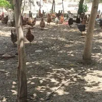 مرغ محلی دورگه|حیوانات مزرعه|لردگان, |دیوار