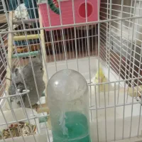 عروس هلندی|پرنده|ساوه, |دیوار