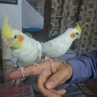 عروس هلندی و فنچ