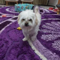 فروش سگ خانگی