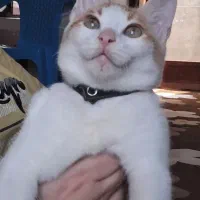 واگذاری گربه|گربه|بابل, |دیوار