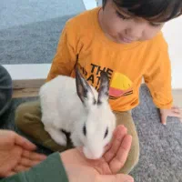 خرگوش رایگان