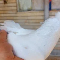 ماده سفید اراکی
