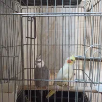 پرنده عروس