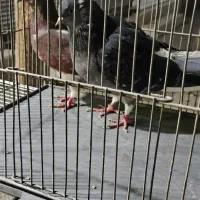 کفتر یاکبوتر