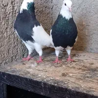 کبوتر طوقی .معاوضه با سهره