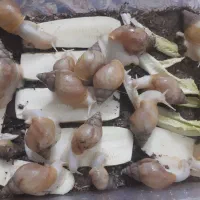 حلزون با پایین ترین قیمت|خزنده|مشهد, آپارتمان های مرتفع|دیوار