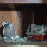 کبوتر|پرنده|سیمین شهر, |دیوار