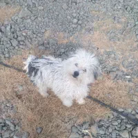 پاکوتاه نگهبان ماده|سگ|زنجان, |دیوار