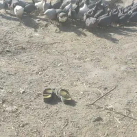 مرغ شاخدار یا گینه