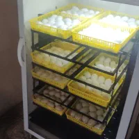 دستگاه جوجه کشی ققنوس