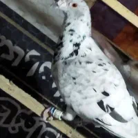 کبوتر هفت‌رنگ نقره ای