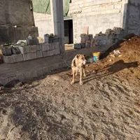 لاس|سگ|شهرکرد, |دیوار
