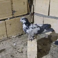 چندتا کبوتر مفلق فیت ودولا با یدونه تهرانی|پرنده|فارسان, |دیوار