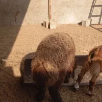 بره نر درجه یک|حیوانات مزرعه|سعدآباد, |دیوار