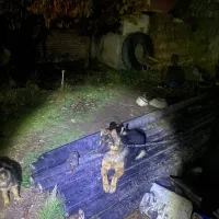 سگ ژرمن کاملا خانگی ۱۷ ماهه|سگ|اردبیل, |دیوار