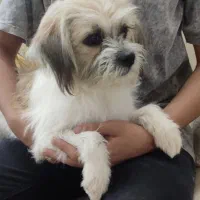 سگ اپارتمانی|سگ|قم, زنبیل آباد|دیوار