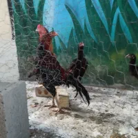 مرغ و خروس لاری