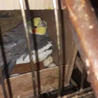 فروشی|پرنده|پردیس, فاز ۲|دیوار