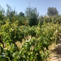 فروش باغ|فروش زمین و ملک کلنگی|گاریزات, |دیوار