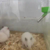 همستر اهلی و خونگی بازیگوش|موش و خرگوش|نیشابور, شهرک قدس|دیوار