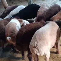 بره نر و ماده