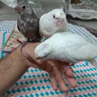 عروس هلندی البینو.|پرنده|فولادشهر, فولادشهر|دیوار