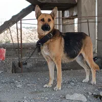 ب دلیل بی جایی