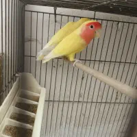 کوتوله صورت هلویی