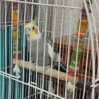 فروش پرنده   عروس هلندی