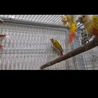 سانچیک موچیک مینت کایک