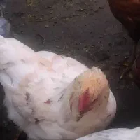 جوجه خروس|حیوانات مزرعه|نیشابور, دهنو|دیوار