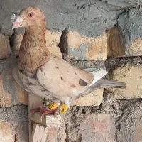 قارا هفرنگ زرد بینظیر