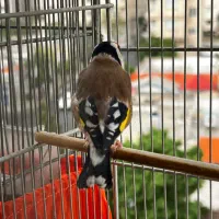 سهره نر و ماده مست