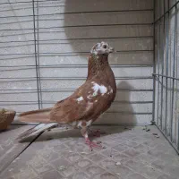 کفتر انگلیسی ماده|پرنده|فردیس, شهرک وحدت|دیوار