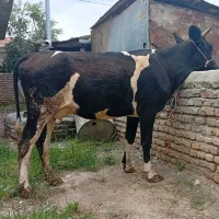 اوله (گاو قربانی)