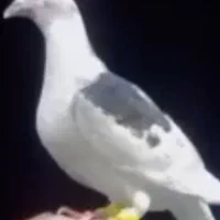 گمشده