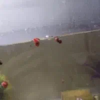 50 عدد حلزون رامشور