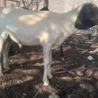 غوچ چهار سال بندر لنگه|حیوانات مزرعه|بندرلنگه, |دیوار