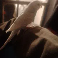 مرغ عشق|پرنده|دهگلان, |دیوار