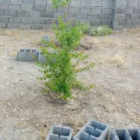 زمین ۵۰۰متری