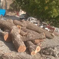 خریدوفروش انواع درخت گردووچنار