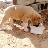 خراسانی اصیل