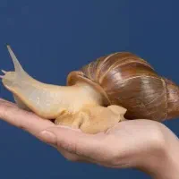 حلزون تخم گذار